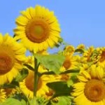 header-sunflower