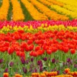 header-flowers2